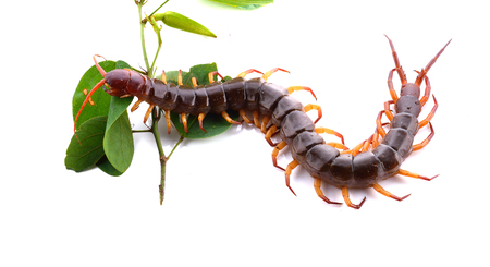 closeup of one brown centipede on white backgroundの写真素材