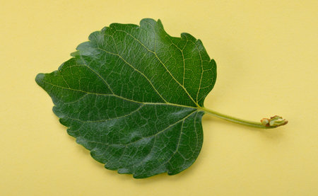 One of mulberry leaves with stripes.