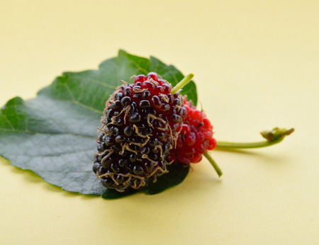Mulberry green leaves on a yellow background.の写真素材