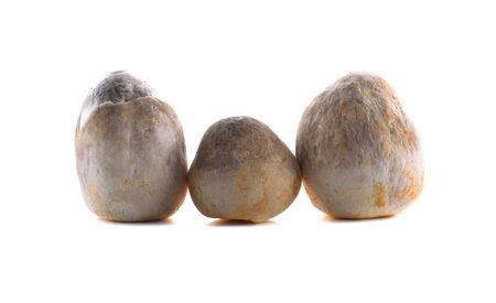 Mushroom, white backgroundの写真素材