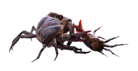 fiddler crab isolated on white backgroundの写真素材