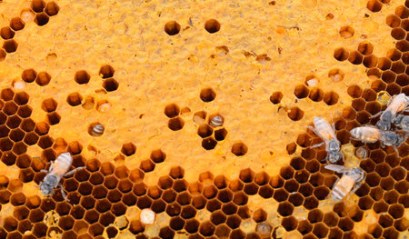 honey bees on white background