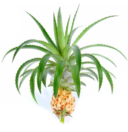 Pineapple isolated on white backgroundの写真素材