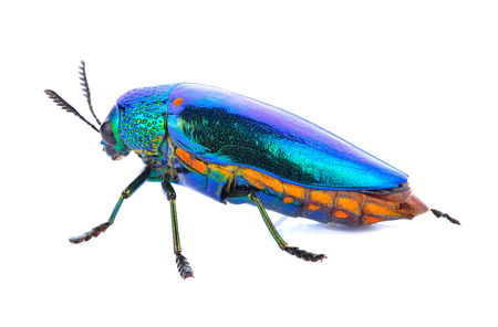 Jewel beetle isolated on white.の写真素材