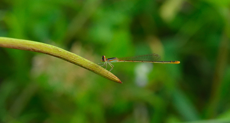 Close up of damselfly stop and resting on green leaf.の写真素材