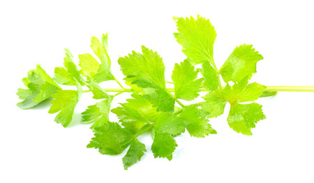 Celery leaves isolated on white background.の写真素材