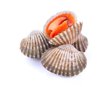 Fresh scallop on white