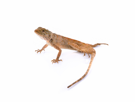 Asian chameleon isolated on white background.の写真素材