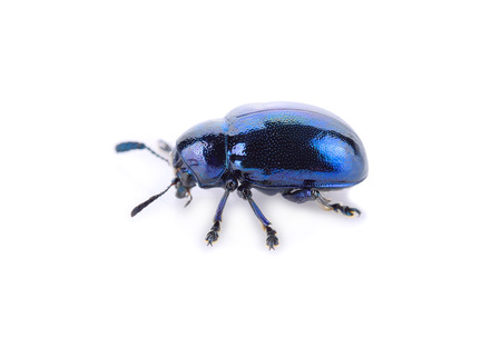 Blue insect on a white background.の写真素材
