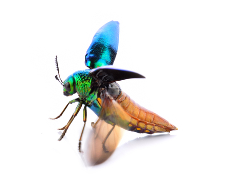 metallic wood-boring beetle isolated on white backgroundの写真素材