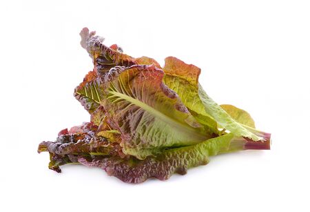 Red Batavia on a white background.の写真素材