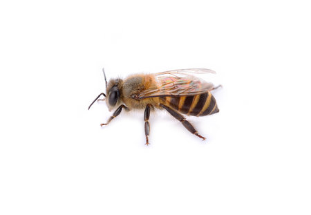 Bee isolated on white background.