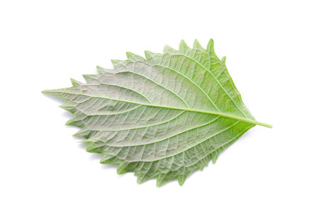 shiso on white background
