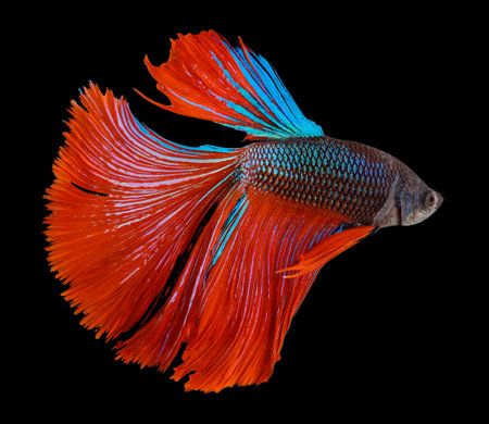 Fighting fish isolated on a black background