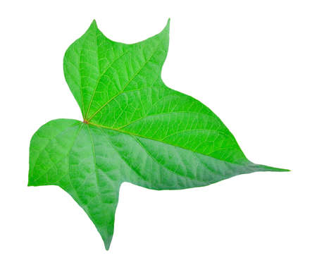 Sweet potato leave isolated on a white backgroundの写真素材