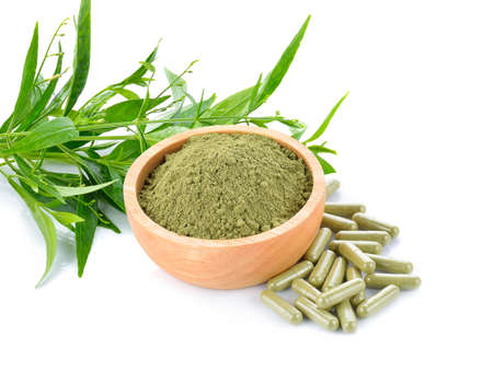 andrographis, powder, alternative, healthy, background, leaf, medicine, asia, herbal, green, thailand, wild, flu, biennial, inflammation, paniculataの写真素材