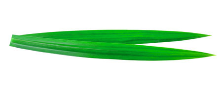 Fresh pandan leaves isolated on a white background