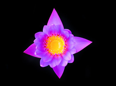 lotus flower on a black backgroundの写真素材
