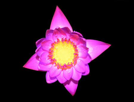 lotus flower on a black backgroundの写真素材