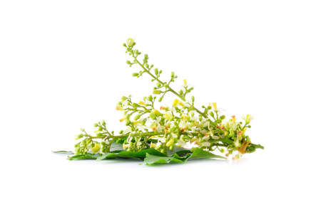 Neem leaves and neem flowers isolated on white background.の写真素材