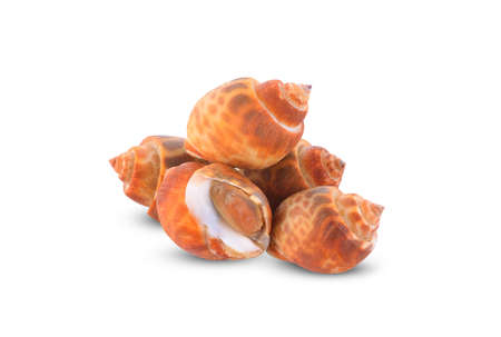 Babylonia areolata isolated on white background.の写真素材