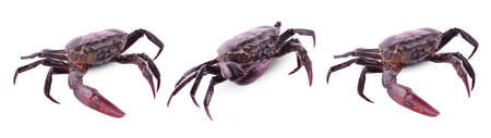 Ricefield crab (Freshwater crab) isolated on white background, Somanniathelphusaの写真素材