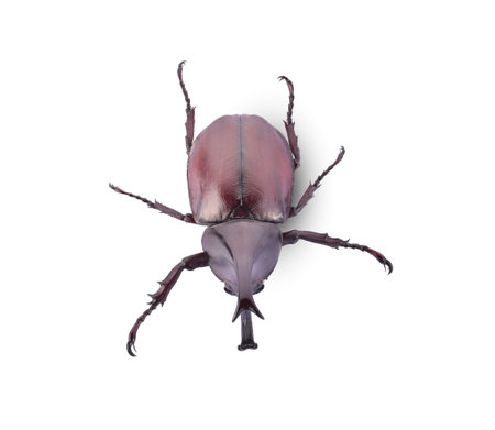 Dynastinae daisy beetle on a white background, and top viewの写真素材