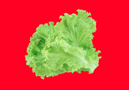 fresh green lettuce salad leaves isolated on red backgroundの写真素材