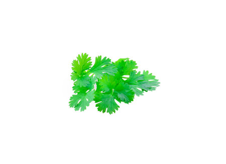 fresh green parsley leaves isolated on white background.の写真素材