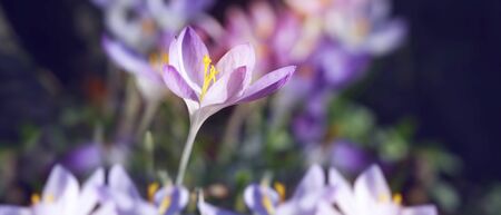 Beautiful crocuses growing through snow. First spring flowersの写真素材