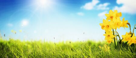 Spring background with yellow flowersの写真素材