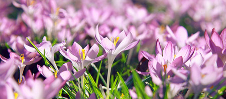 Beautiful crocuses growing through snow. First spring flowers