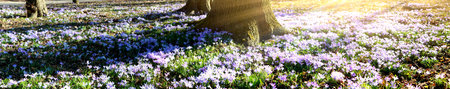 Beautiful crocuses growing through snow. First spring flowers