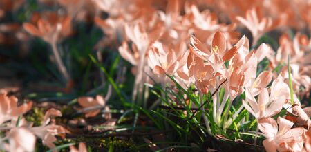 Beautiful crocuses growing through snow. First spring flowersの写真素材