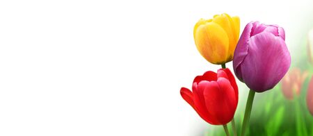 Spring and easter greeting card design layoutの写真素材