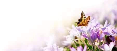 Beautiful crocuses growing through snow. First spring flowersの写真素材