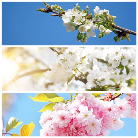White blossom and green leaves on blue sky background.の写真素材