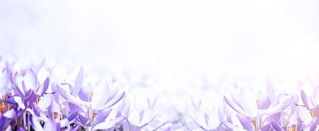 Beautiful crocuses growing through snow. First spring flowers