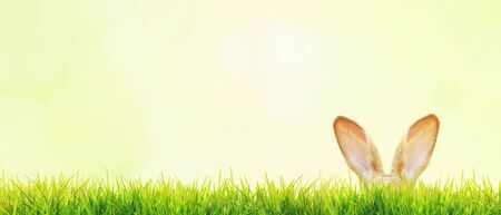 Easter composition with rabbit. Festive decoration. Happy Easter!の写真素材