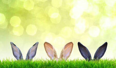 Easter composition with rabbit. Festive decoration. Happy Easter!の写真素材