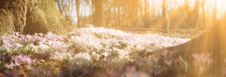 Beautiful crocuses growing through snow. First spring flowersの写真素材