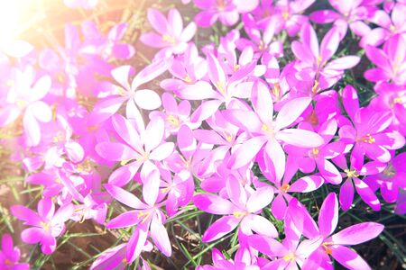 Beautiful crocuses growing through snow. First spring flowersの写真素材