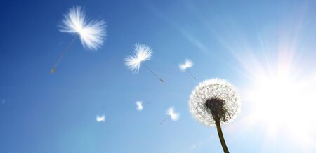 Beautiful dreamy spring nature backgoundの写真素材