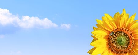 Close-up of fresh sunflower against clear blue skyの写真素材