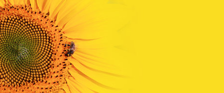 Close-up of fresh sunflower, organic agriculture in countryside plantationの写真素材