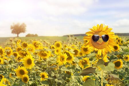 sunflower wearing sunglasses with sunflower field over cloudy blue sky and bright sun lightsの写真素材