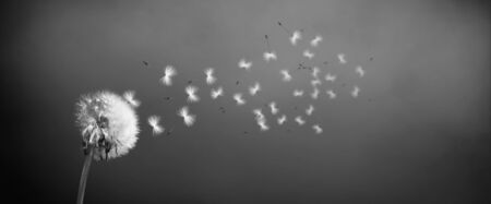 Beautiful dreamy spring with black backgroundの写真素材