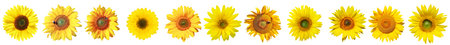 Ripe sunflower with yellow petals and dark middle