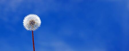 Beautiful dreamy spring nature background with dandelionの写真素材