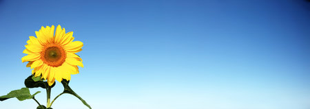 Close-up of fresh sunflower against clear blue skyの写真素材